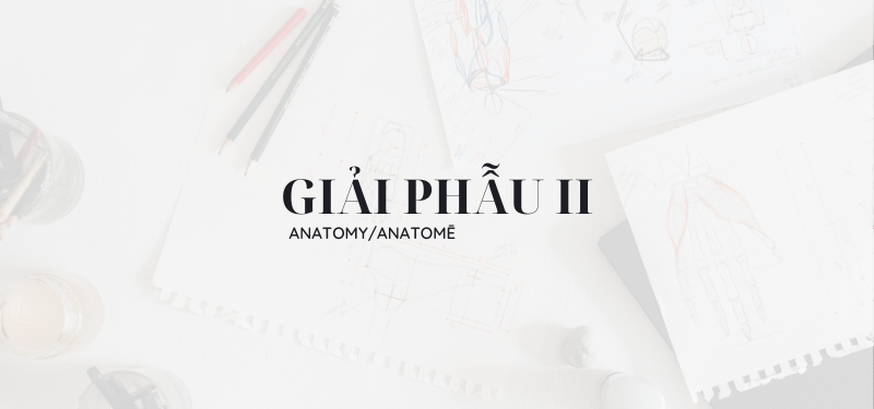 Giải phẫu II